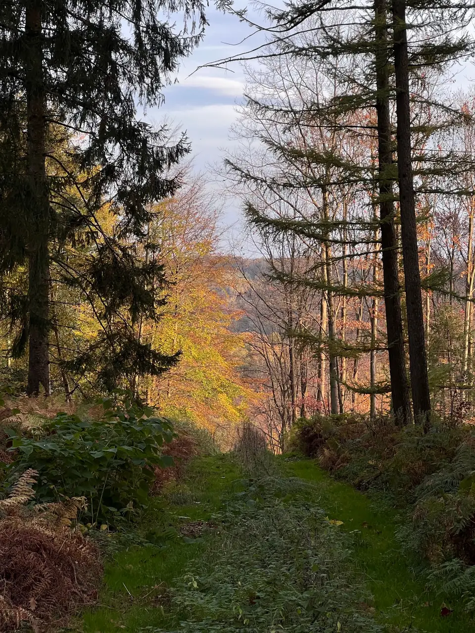 Woodland path with early fall colors
