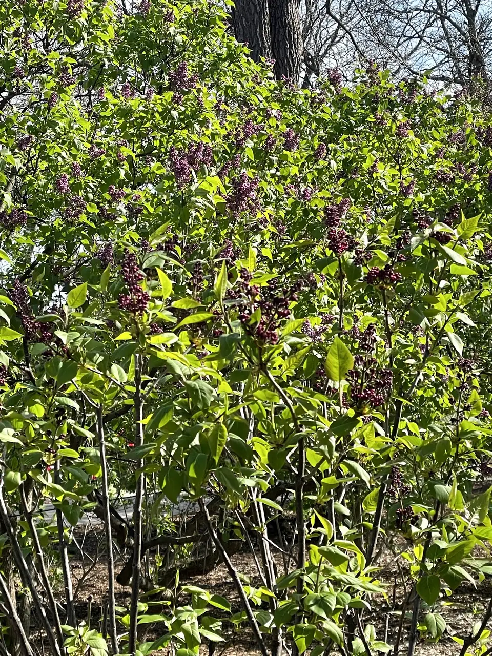 Lilac bush in spring bloom