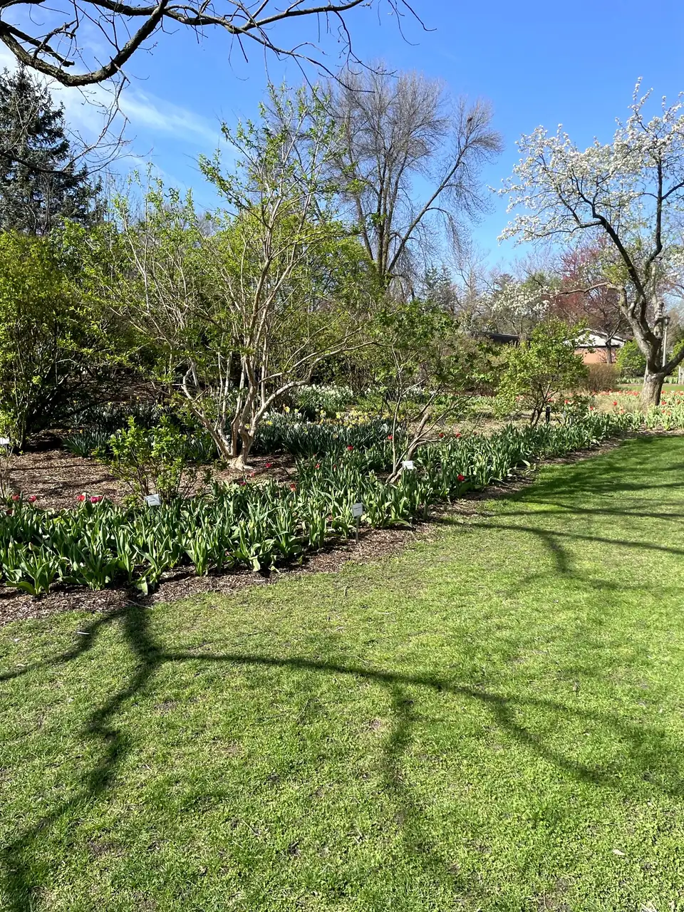 Tulip bed in Lilacia Park