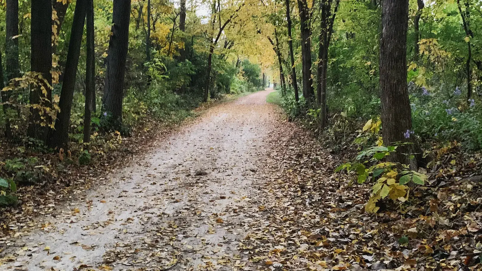 A crushed-limestone trail covered in fallen yellow leaves under a canopy of trees.